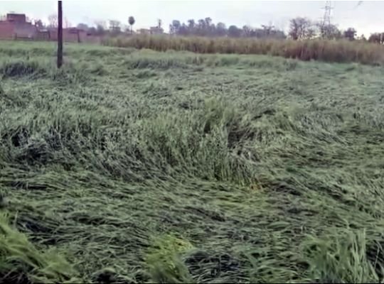 Uttarakhand: Mustard crop affected by weather! Rain increases farmers' worries, huge loss in Terai