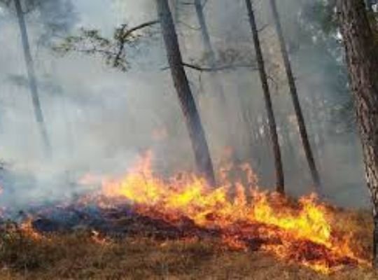 Uttarakhand: Forest fire incidents occurred at 46 places! Forests blazed at 20 places in Garhwal and 24 places in Kumaon.