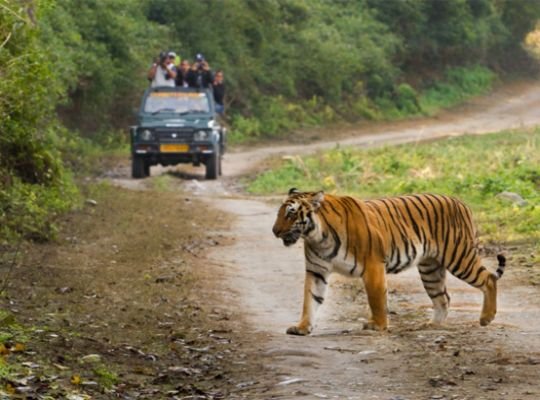 Uttarakhand: There is a possibility of poachers entering Corbett Park! Park administration increased patrolling, got big information from intelligence