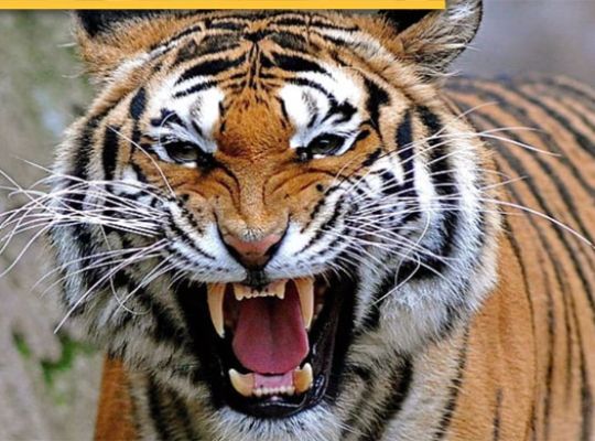 Fear of tiger in West Champaran, Bihar! Attacked and killed an elderly farmer working in the field, also attacked a forest worker