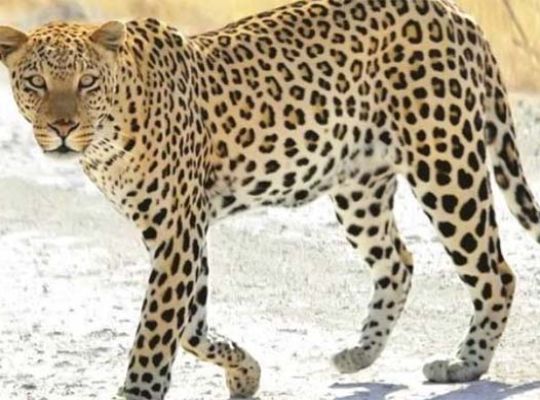  Uttarakhand: The government has taken a tough stand on the increasing number of leopard attacks in Dobhal Dhandhri, Pauri. After the failure of tranquilizers and cages, a shoot-and-shoot order has been issued.