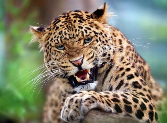 Uttarakhand: Leopard terror! Middle-aged man targeted in Champawat, area on high alert