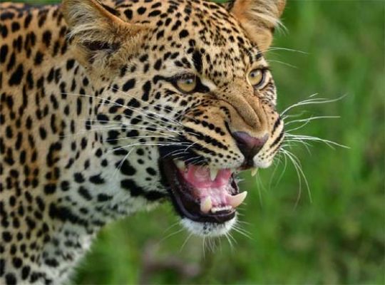  Uttarakhand: Leopards terrorize the mountains! People are terrified after three leopards were spotted together in the Bironkhal market area.