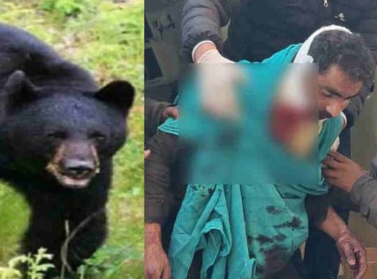 Wildlife terror continues in Uttarakhand! A young man in Chalad village, Tehri, was fatally attacked by bears, spreading panic in the village.