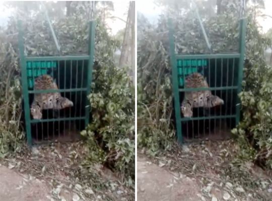 Nainital: A leopard has been captured in a cage in the Okhalkanda block! A team arrived at the scene, and residents breathed a sigh of relief.