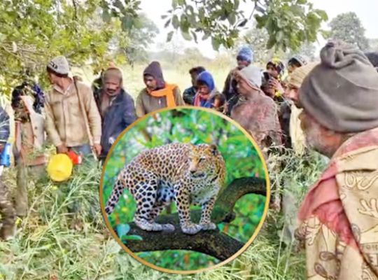 Horrifying incident: A hungry leopard hunts a tribal child, pinning him to a tree and killing him; villagers are enraged and fearful.