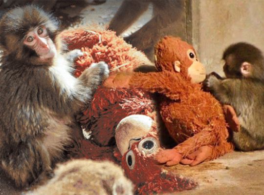 An innocent puncher wins the internet's heart! After being rebuked by his mother, he turns to a toy for support; a heartwarming story emerges from Japan.