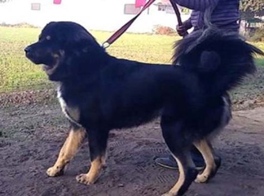 Dehradun Municipal Corporation's New Rule: Strict Measures for Dog Owners&mdash;Heavy Fines and Even Imprisonment for Failure to Register