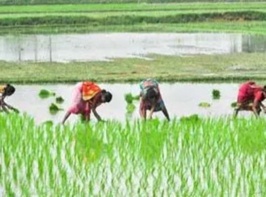 Uttarakhand High Court provides major relief to farmers: Hearing on petition filed by farmers from the Gadarpur region! No ban on paddy cultivation until next date.