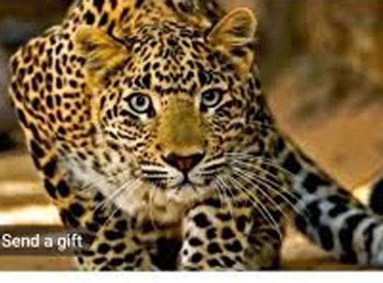 Leopard terror: A ferocious animal dragged a girl from her doorstep! After hours of searching, her body was found in the forest, sparking outrage and widespread uproar among villagers.