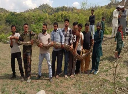 A giant python has been spotted in Uttarakhand! A 55-kilogram Burmese python has been rescued. As the heat increases, snakes are moving from forests into populated areas.