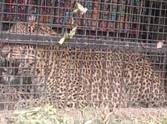 Major Relief Amidst Panic in Bhimtal: Leopard Trapped in Cage in Mora Village