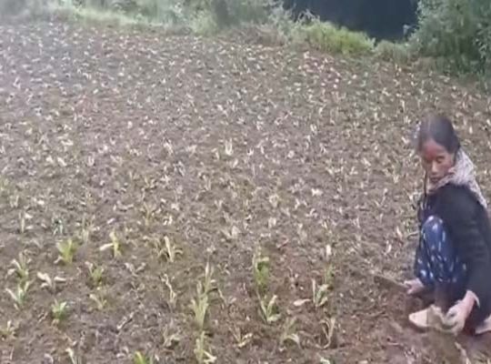 A 'Golden Era' Returns to Mountain Agriculture: Traditional Crops and MSP Halt Rural Exodus, Farmers Become Self-Reliant.