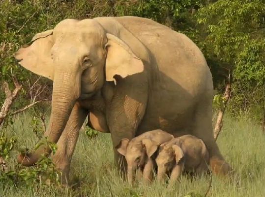 A rare charisma has occurred in Uttarakhand's Corbett Tiger Reserve! A female elephant gives birth to twin cubs in the Garjia Zone, which wildlife experts describe as a highly unusual and historic event.