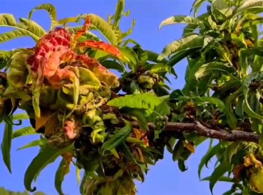 Disease wreaks havoc on crops in Nainital's fruit belt! Horticulture Department's medicines raise questions.