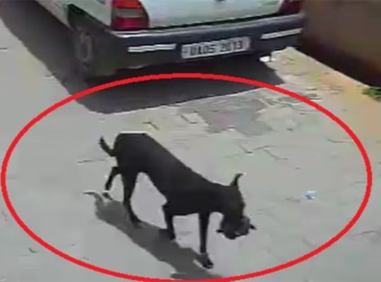  'Doggy Thief' Escapes With 1 Lakh Rupees: Shocking Incident Captured On CCTV! Case Goes Viral On Social Media