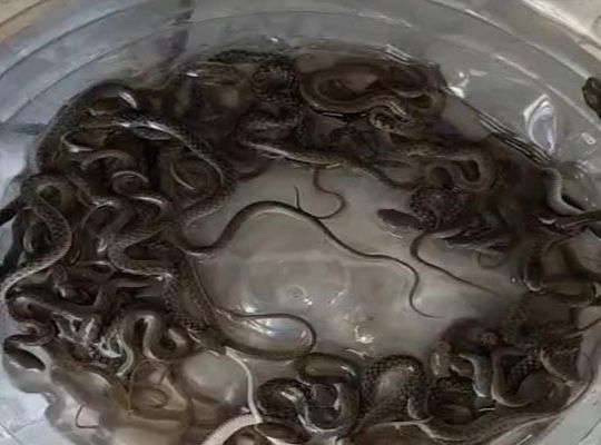 Sensation in Haridwar: 27 snakes found in the septic tank of an under-construction house; villagers left stunned.