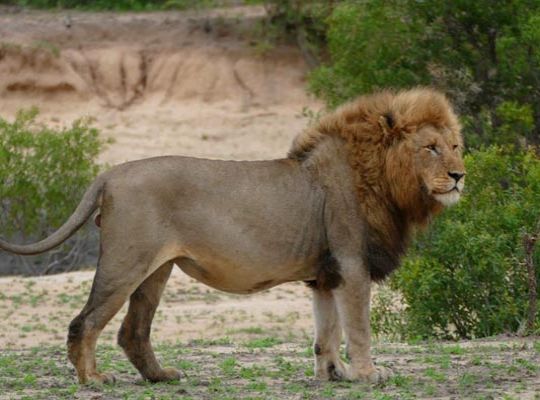 Horrifying incident in Gujarat: Lion mauls and devours young man from Uttarakhand alive; sight of the mutilated body at the scene was bone-chilling.