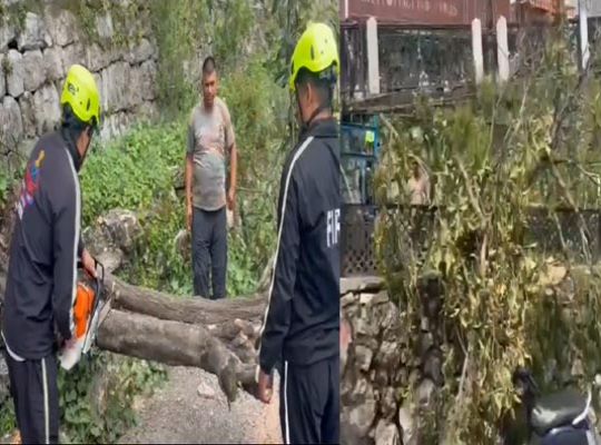 Huge tree falls on Mussoorie Mall Road: Major accident averted; fire brigade acts promptly to clear the blocked route.