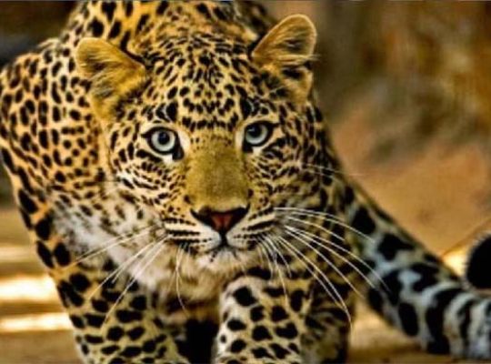 Uttarakhand: Leopard launches fatal attack on woman cutting grass in the forest! Village plunged into mourning after recovery of body; panic grips residents.