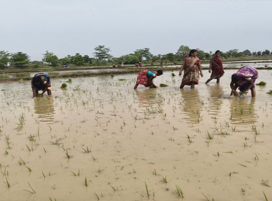 A unique touch of folk culture has descended upon the fields of Bihar: To the tune of Kajri and traditional songs, women began planting paddy, hoping for a good harvest.