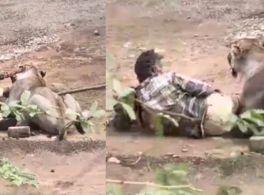  A terrifying lion attack! In Palitana, Gujarat, a lion pounced on a man grazing his cattle and held his leg firmly in its jaws; a spine-chilling video of the incident has surfaced.