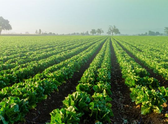 Direct seeding of paddy proves to be a boon for farmers in Jharkhand! Crops will thrive even with scanty rainfall; the face of farming is changing.