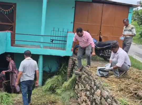 Uttarakhand: Terror of wild bees in Bageshwar! Five buffaloes dead and several animals injured; crisis looms over the livelihoods of livestock owners.