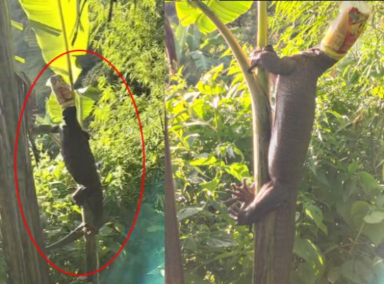 Uttarakhand: Monitor lizard gets its head stuck in a container! Teacher and a young man rescue it and save its life; video surfaces.