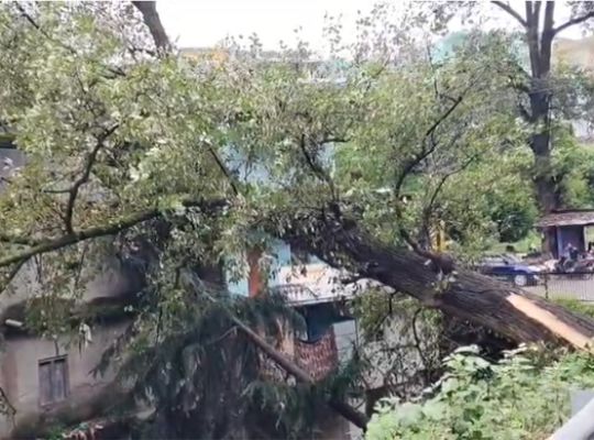 Lohaghat: Massive tree falls on residential building! Chaos ensues at midnight; residents gripped by panic.