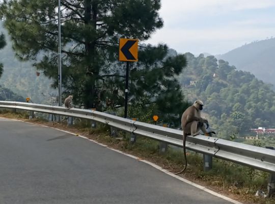 Relief from the menace of wild animals in Bageshwar! A special task force will be formed, and villages will be monitored using drones and trap cameras.