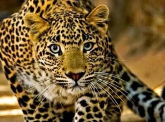 Leopard's deadly attack in Pauri: Woman ambushed while cutting grass in the bushes! Tragedy strikes the family; villagers block the highway.