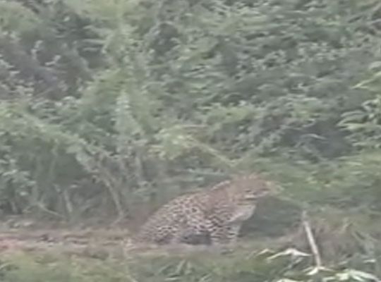 Terror of a leopard in Darshani village, Bageshwar! A leopard was spotted lying in wait on the main road, sparking deep panic among the villagers.
